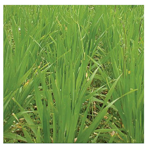 La Crosse Big Ton Xl Smooth Bromegrass Seed