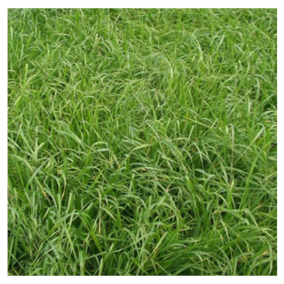 La Crosse Endo-Graze XL Tetraploid Perennial Ryegrass Seed