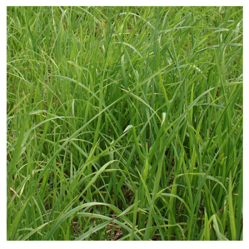 Potomac Orchard Grass Seed
