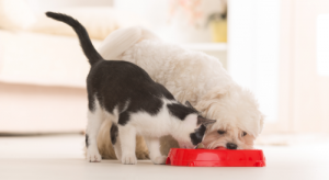 cat and dog eating pet food from a red bowl