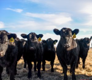 Livestock cattle in the field