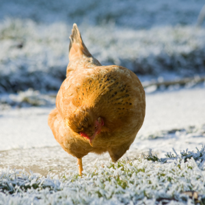 chickens in winter