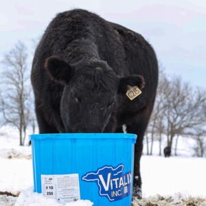 cattle eating out of a Vitalix tub