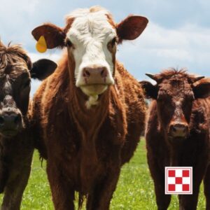 Beyond The Bag with Purina. Cows.
