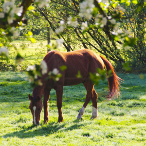 Deworming: Plan, Purge, Protect. Horse in Field. About deworming horses.