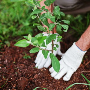 Ultimate Guide to Summer Gardening. Gardener in white gloves planting.